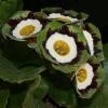 Auricula Beechan Green - Abriachan Nurseries